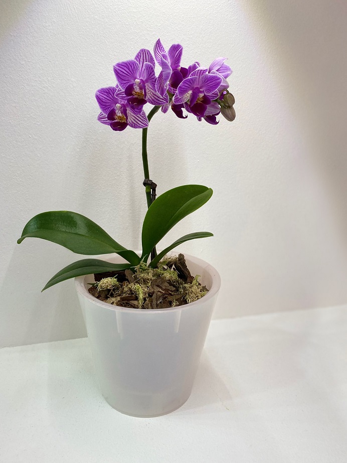 Кашпо пластм. "London Orchid"  5л d верха 230мм h145мм со вставкой Бел. перлам. ING1559БЛПЕРЛ *1/15 Кашпо пластм. "London Orchid"  5л d верха 230мм h145мм со вставкой Бел. перлам. ING1559БЛПЕРЛ *1/15