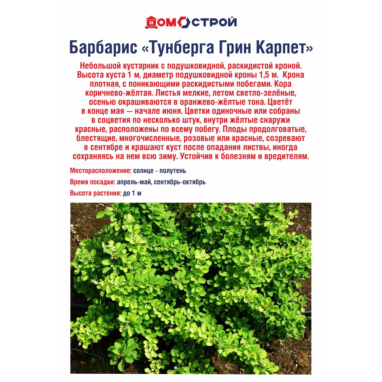 Барбарис Тунберга Грин Карпет