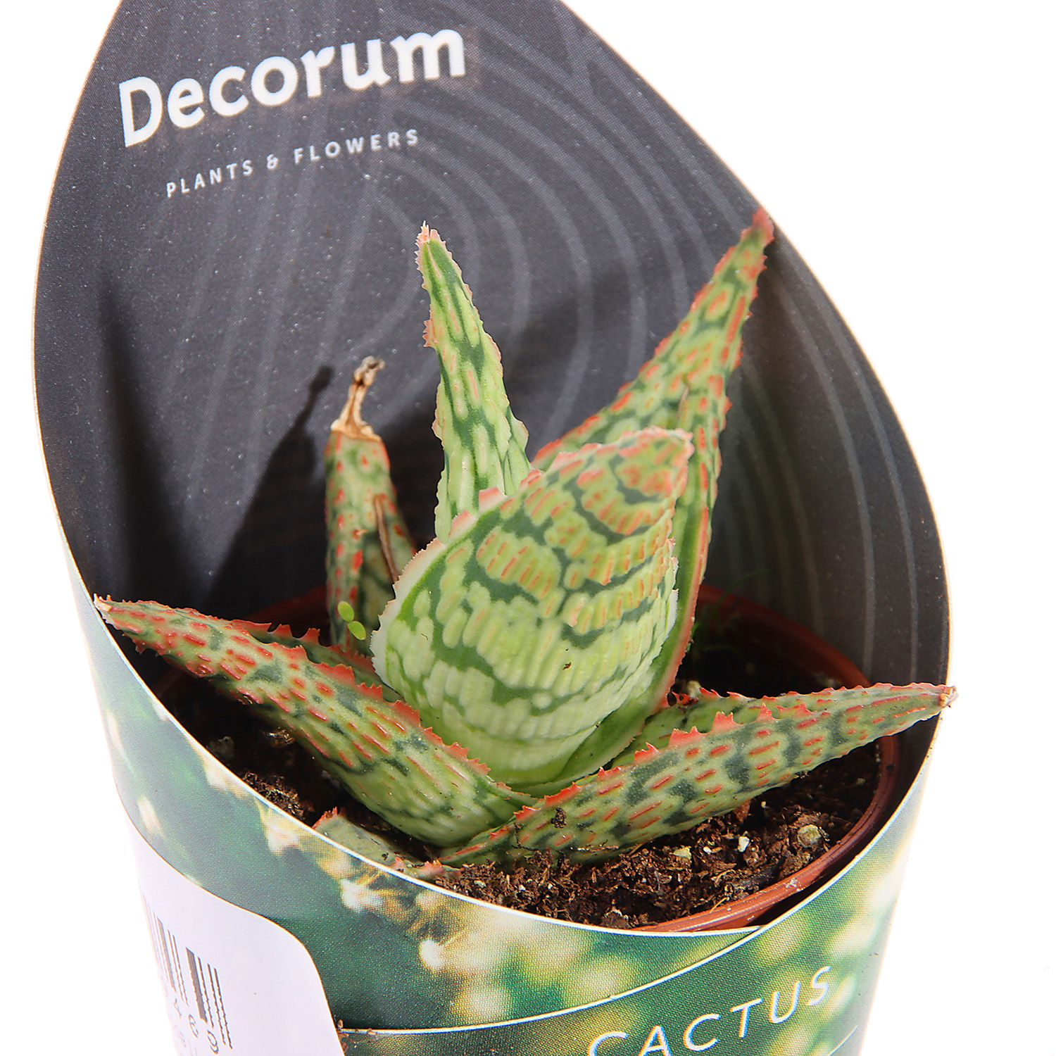 Алоэ, хавортия, гастерия супер Микс XL D6 H7 *1/20