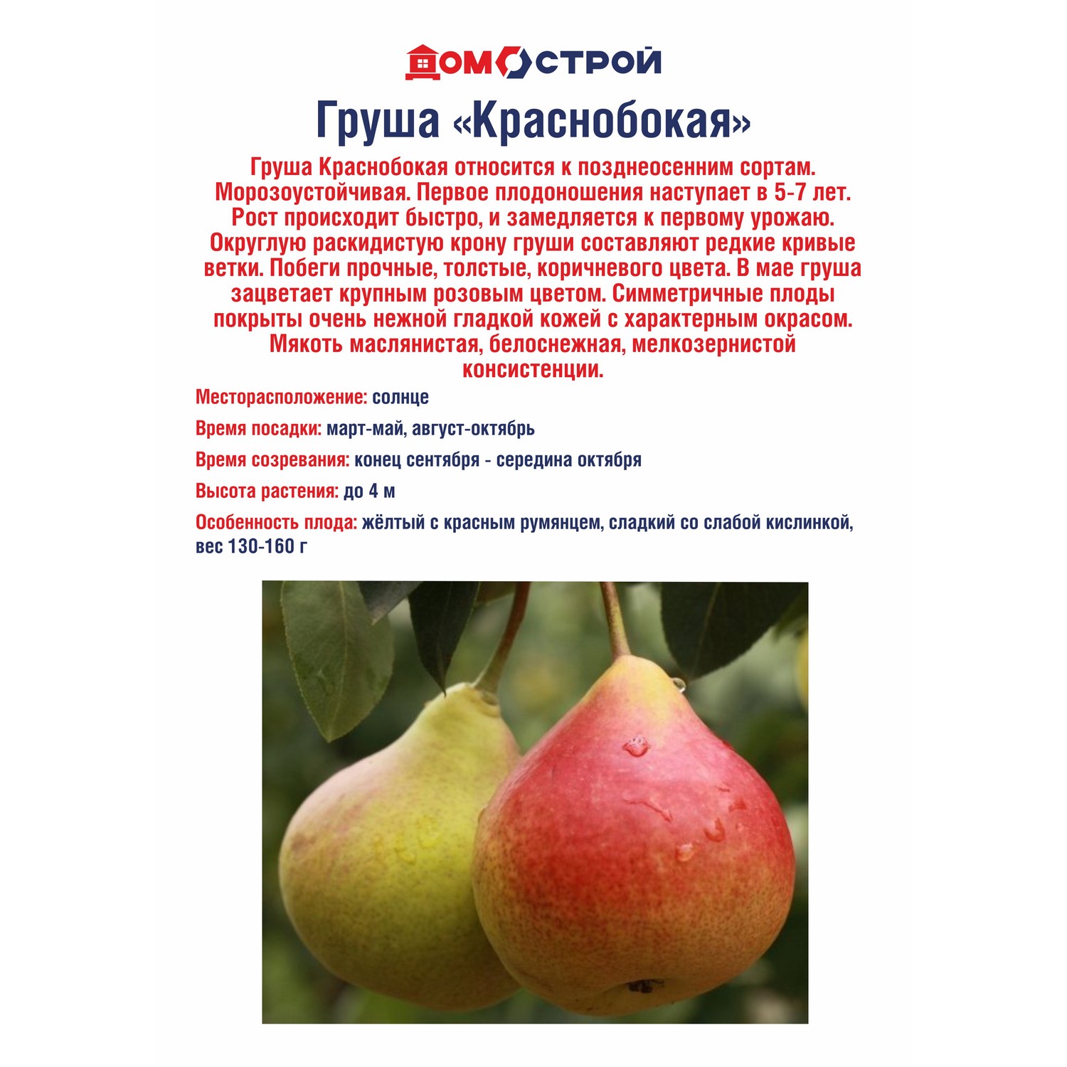 Груша Краснобокая