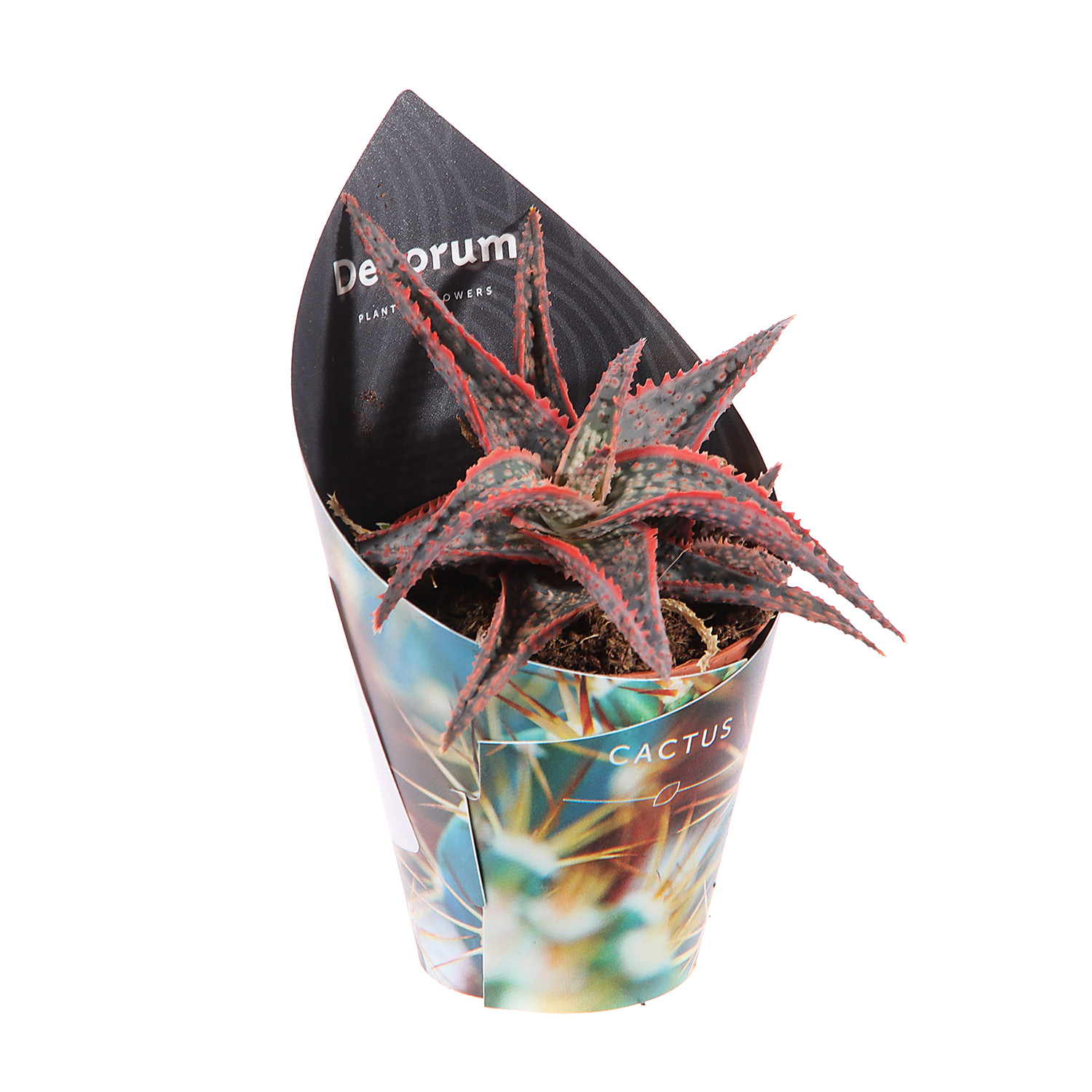 Алоэ, хавортия, гастерия супер Микс XL D6 H7 *1/20