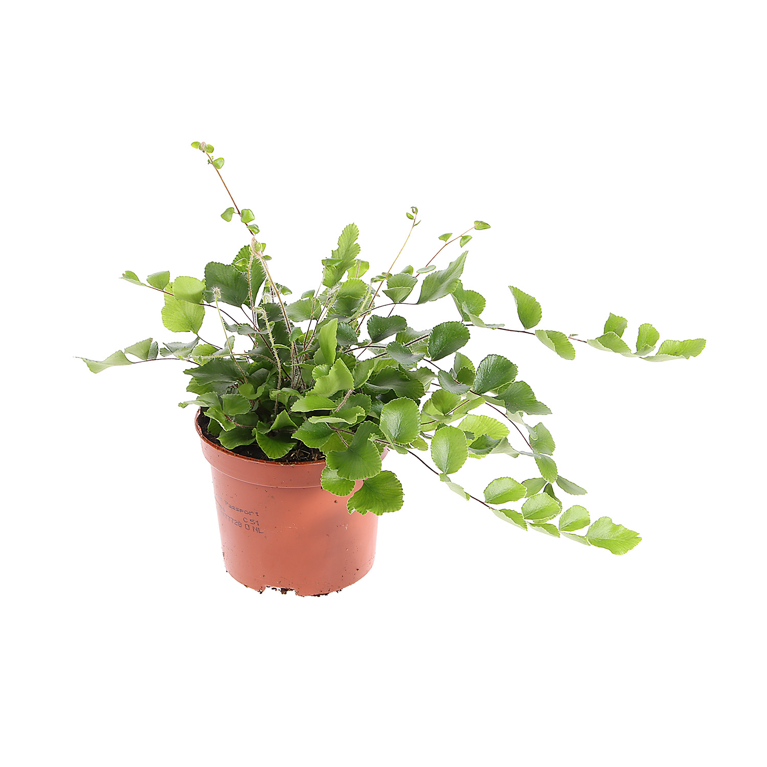 Папоротник микс D9 Н15*1/20