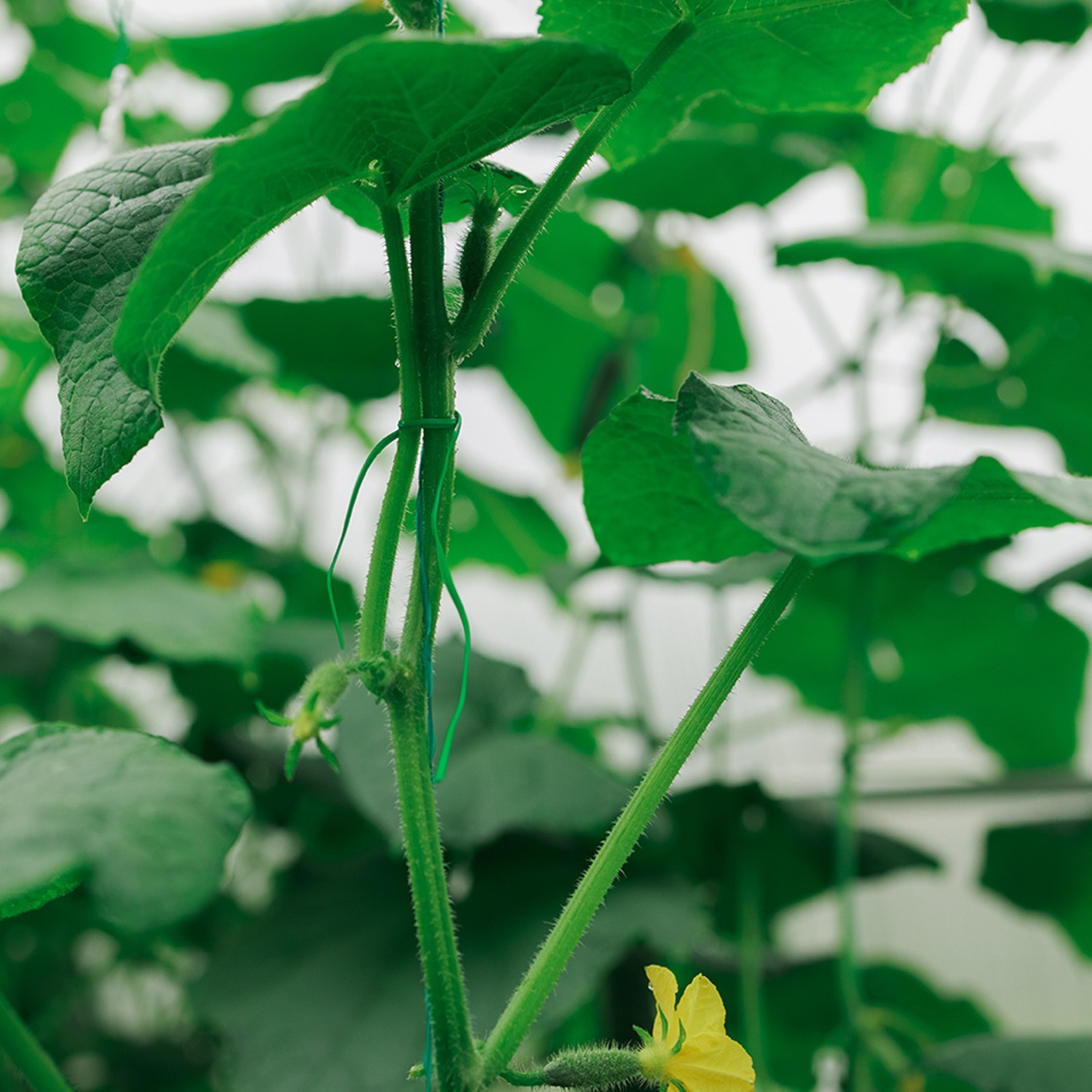 яяяПроволока подвязочная 20 м, зеленая 150816