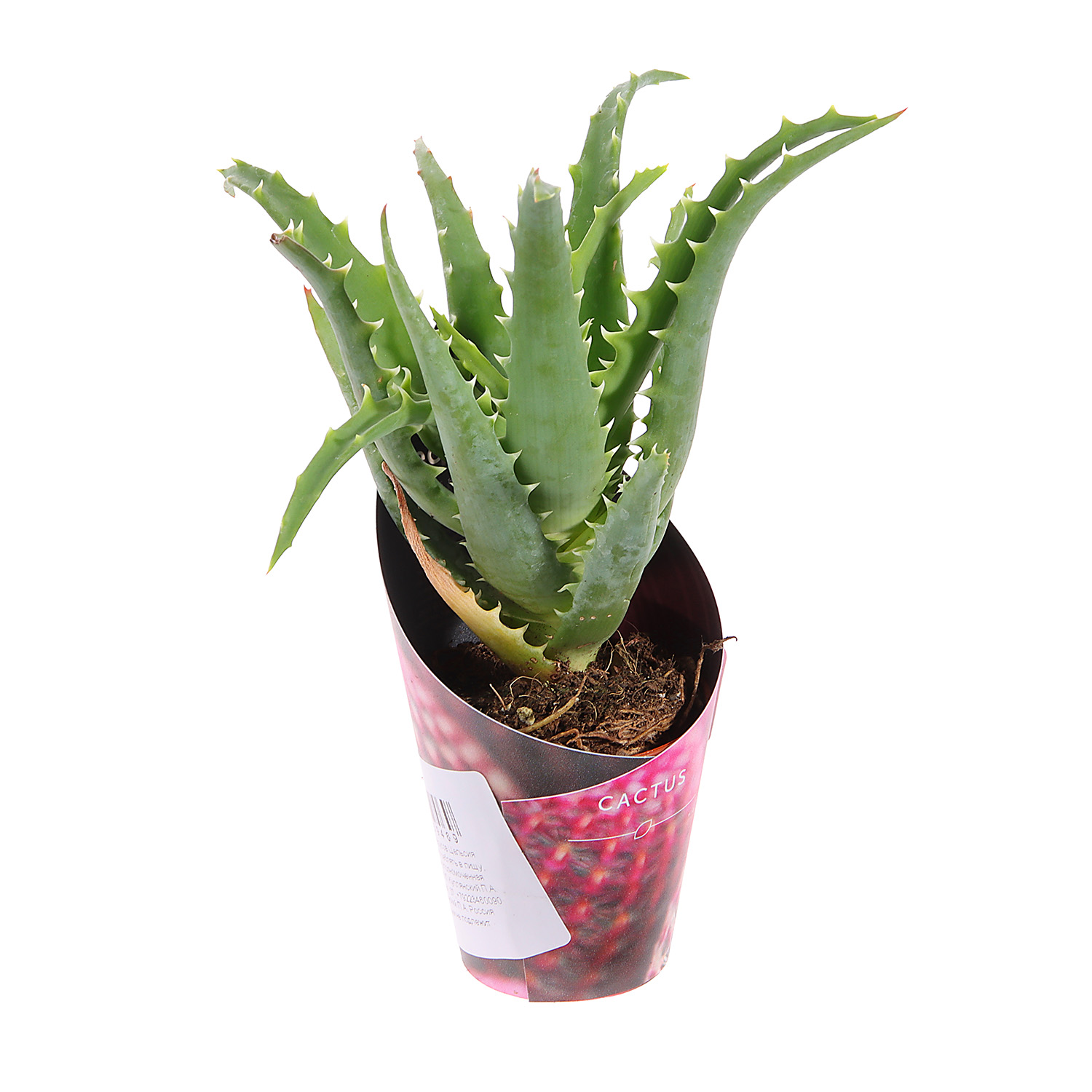 Алоэ, хавортия, гастерия супер Микс XL D6 H7 *1/20