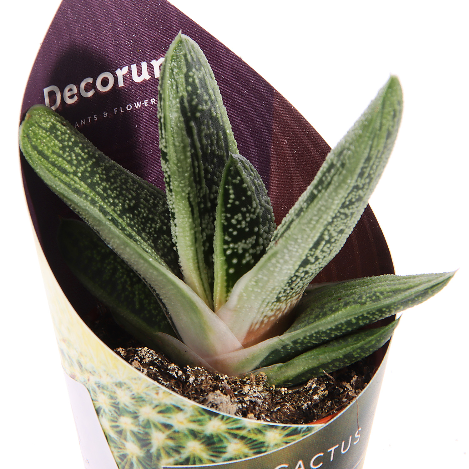 Алоэ, хавортия, гастерия супер Микс XL D6 H7 *1/20