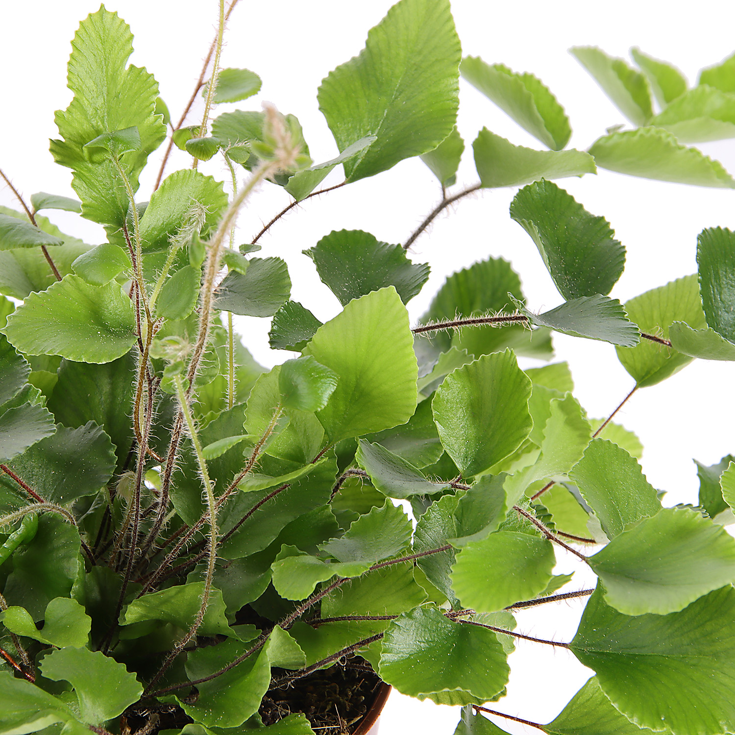 Папоротник микс D9 Н15*1/20