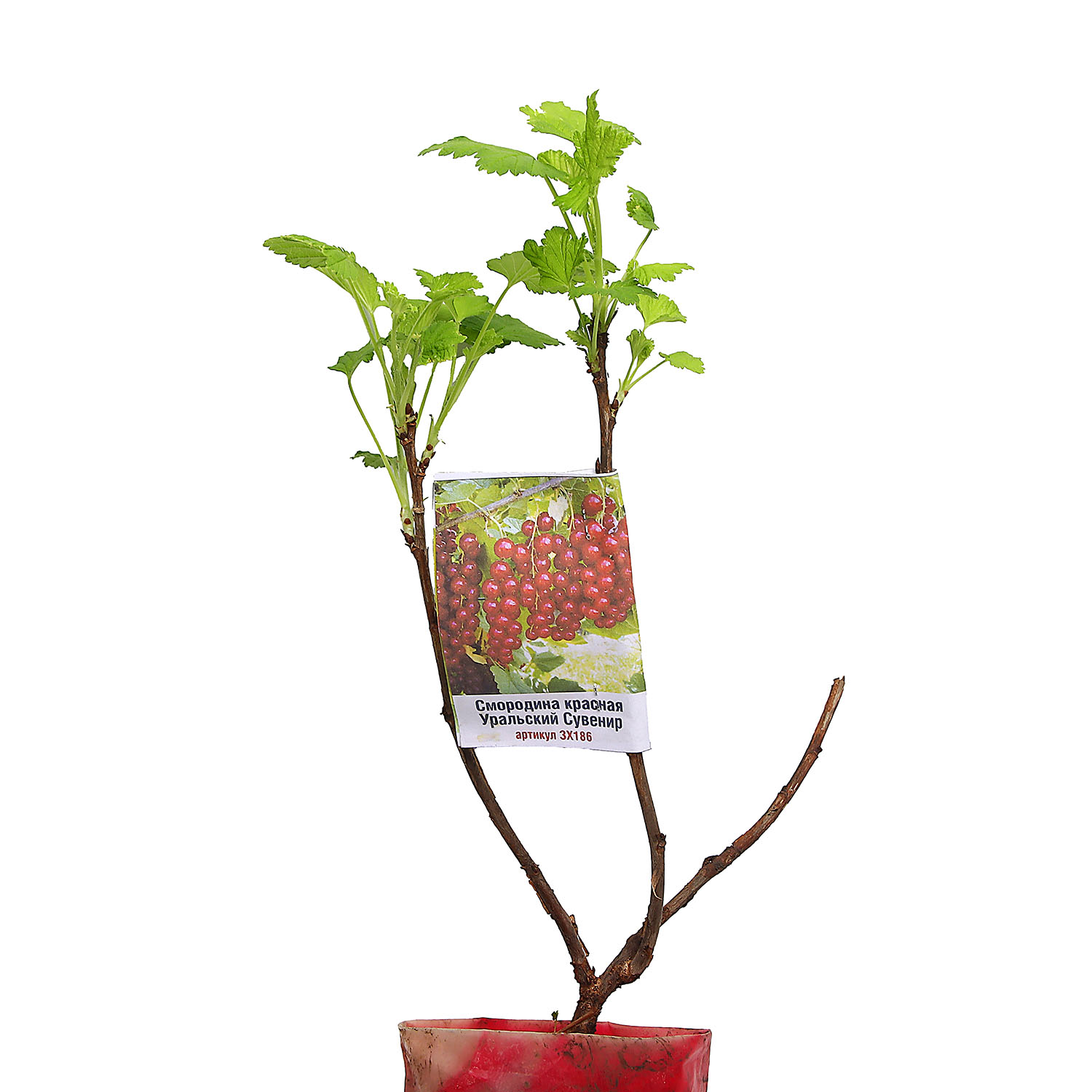 Смородина красная Уральский Сувенир  Высота саженца   40-70см  на кусте 2-3 ветки