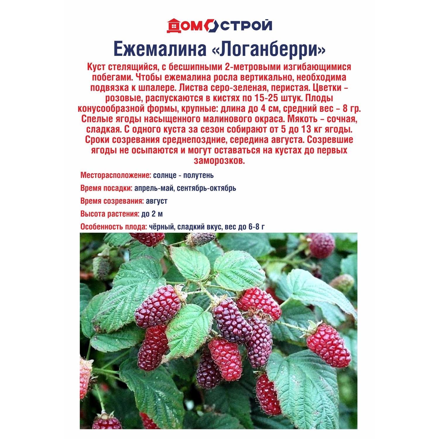 Ежемалина Росток «Логанберри»