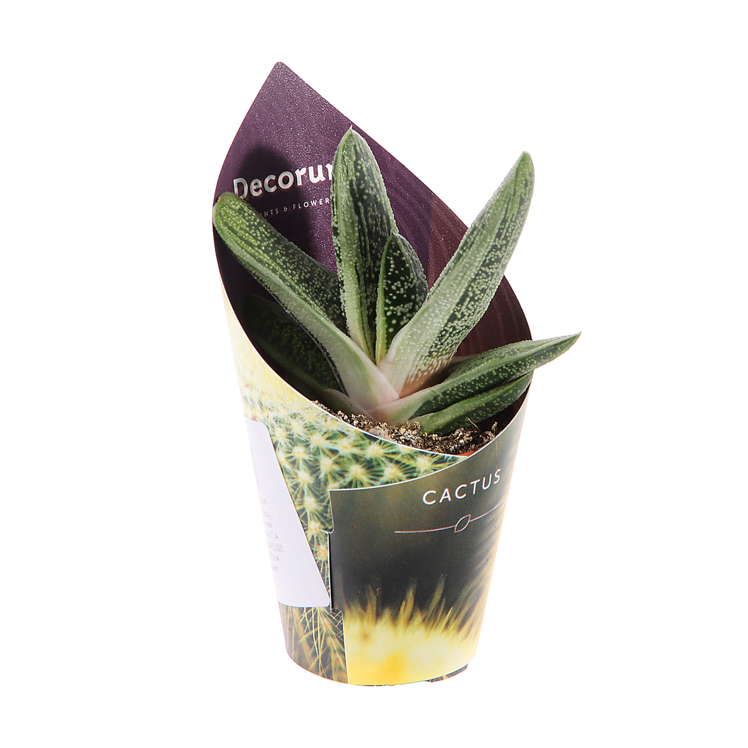 Алоэ, хавортия, гастерия супер Микс XL D6 H7 *1/20