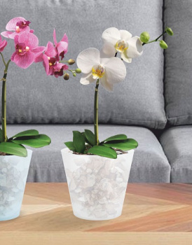 Кашпо пластм. "London Orchid" 1,6л d верха 160мм h145мм со вставкой Бел.перлам. ING1558БЛПЕРЛ *1/16 Кашпо пластм. "London Orchid" 1,6л d верха 160мм h145мм со вставкой Бел.перлам. ING1558БЛПЕРЛ *1/16